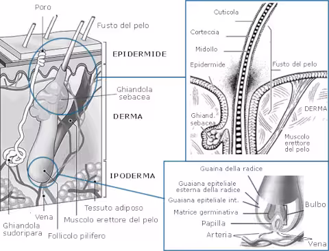 Apparato_pilosebaceo