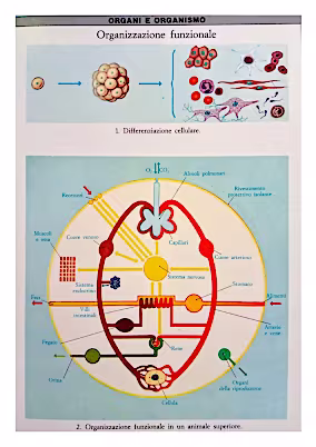Apparato circolatorio schema 2