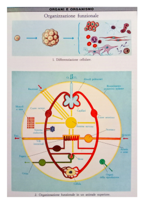 Apparatocircolatorio schema 2