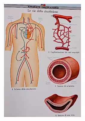 Apparato circolatorio schema 3