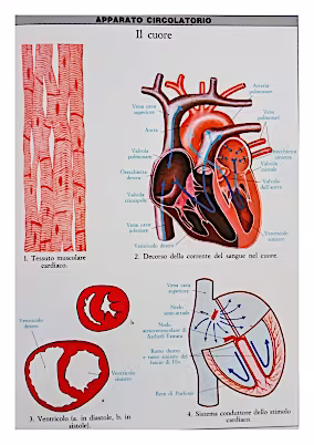 Apparato circolatorio schema 4