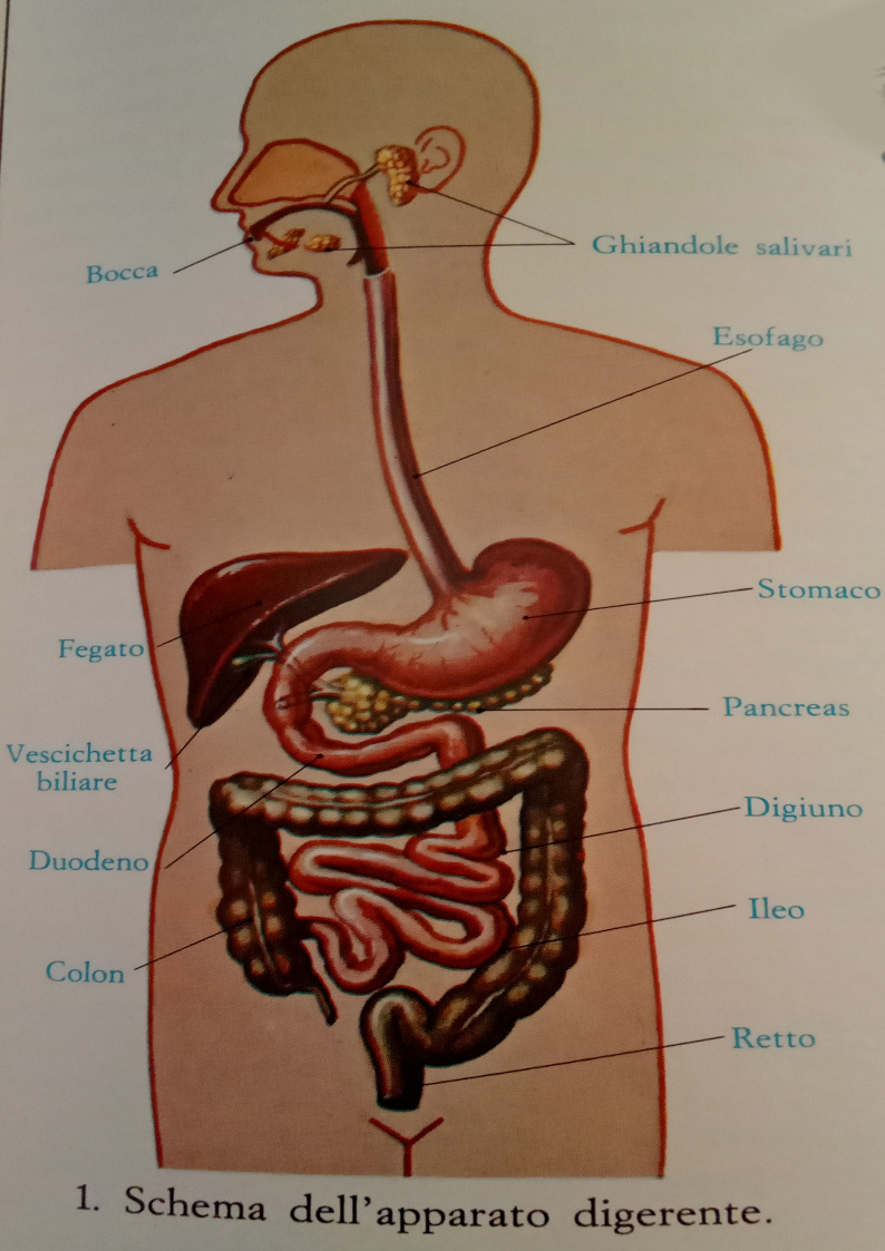 Schema dell'apparato digerente