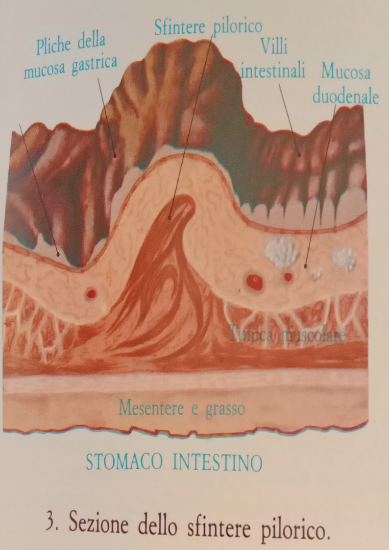 Sezione dello sfintere pilorico