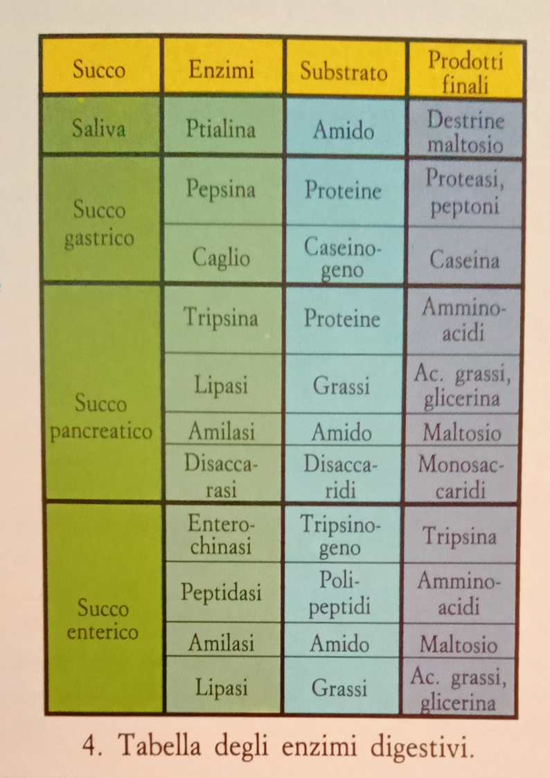 Tabella degli enzimi digestivi