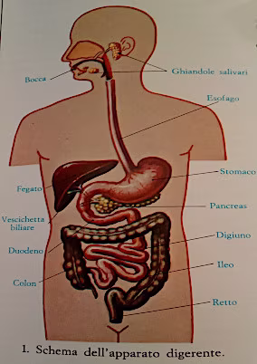 Schema dell'apparato digerente