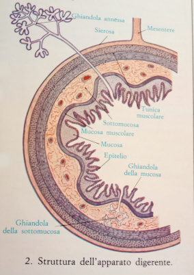 Apparatodigerente schema 2