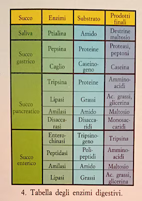 Tabella enzimi digestivi
