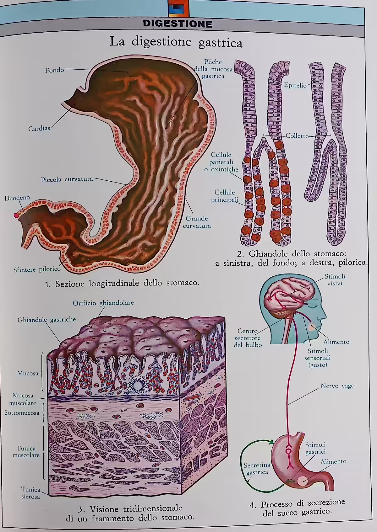 Schema sulla digestione gastrica