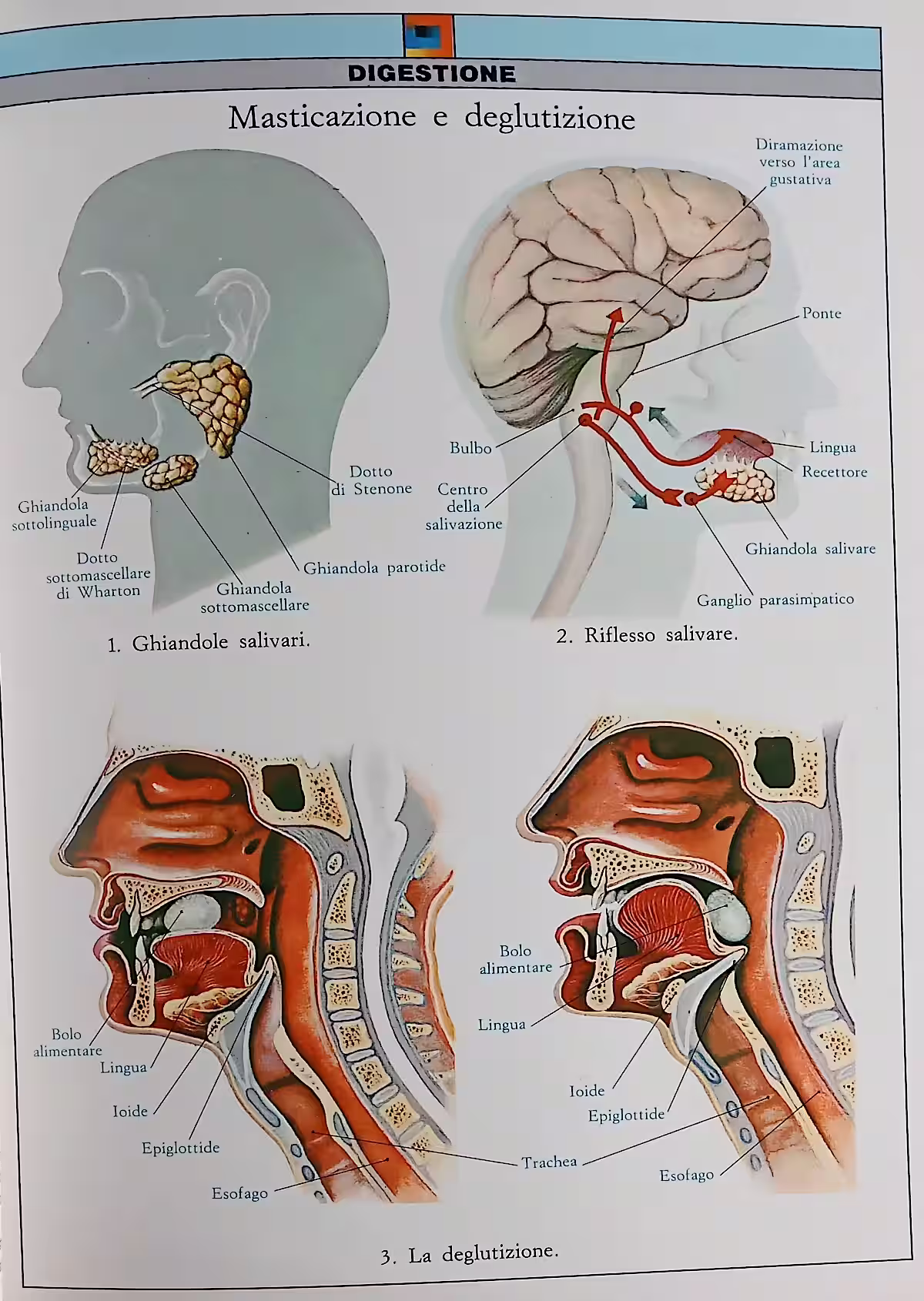 Schema sulla masticazione e deglutizione