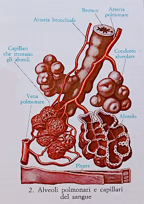 Alveoli polmonari e capillari