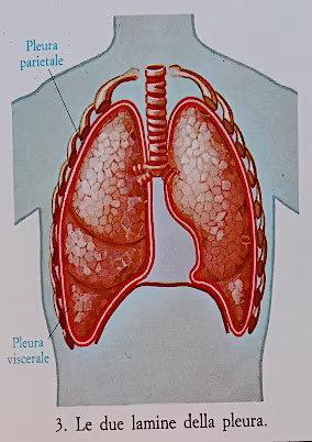 Le lamine della pleura