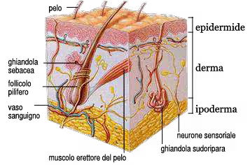 Anatomia del capello