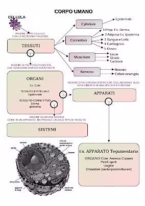 Anatomia cellulare