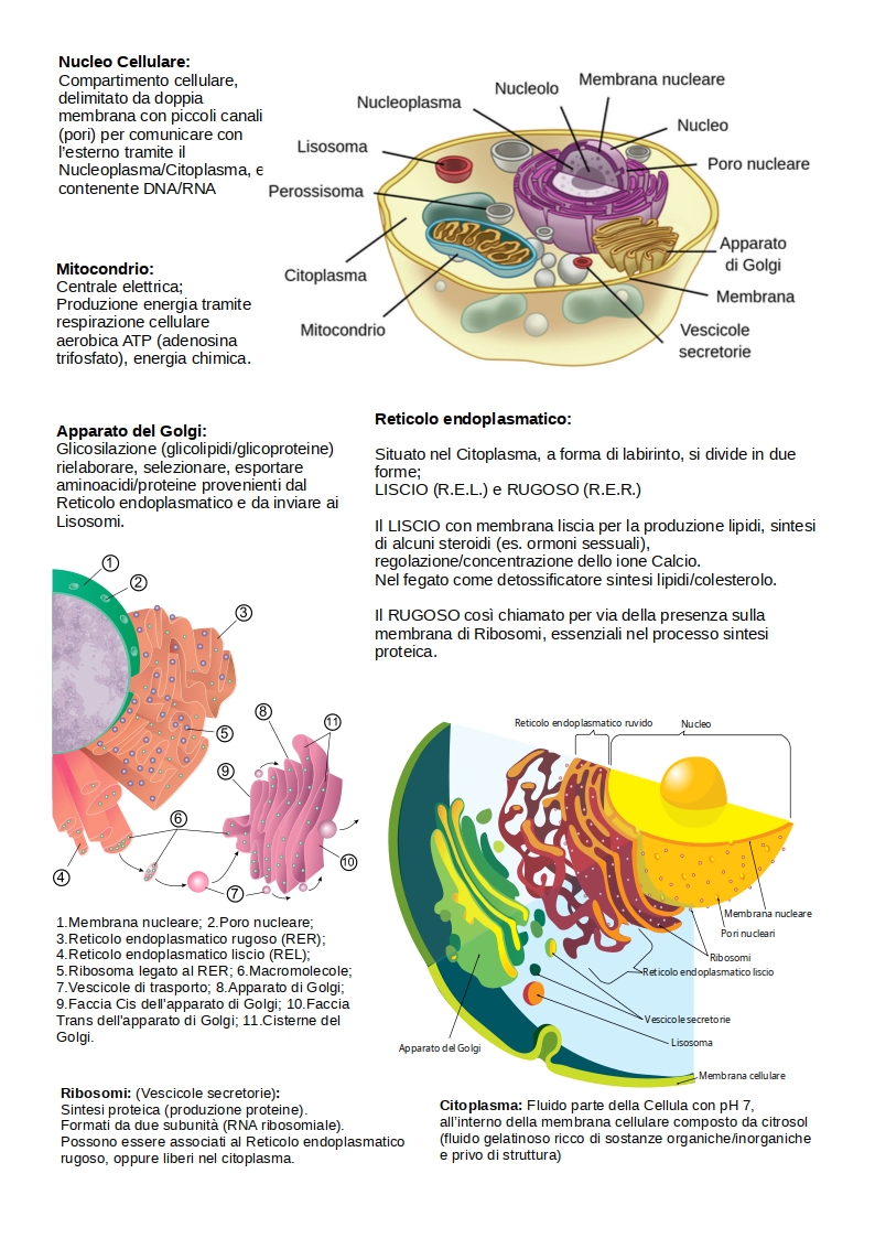 Composizione cellula