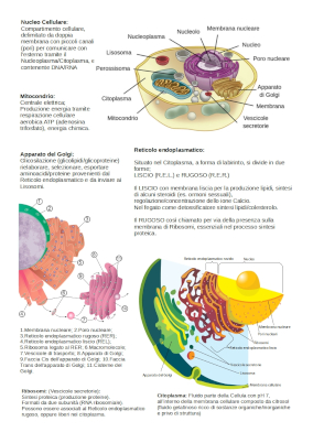 Cellulafunzioni schema 3