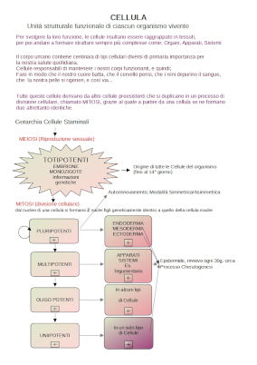 Cellulestaminali schema 2