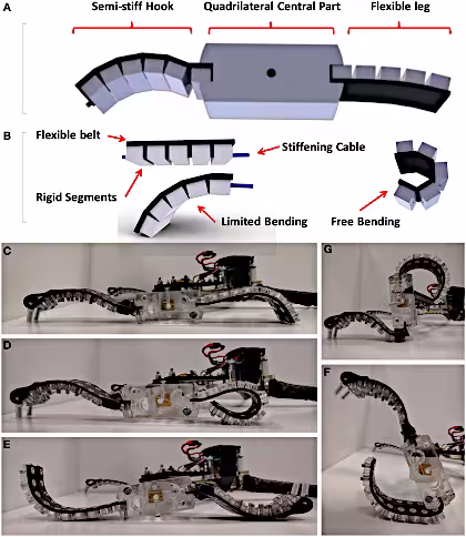 Esempio di Robotica Morbida