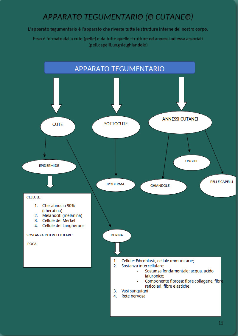 Apparato tegumentario