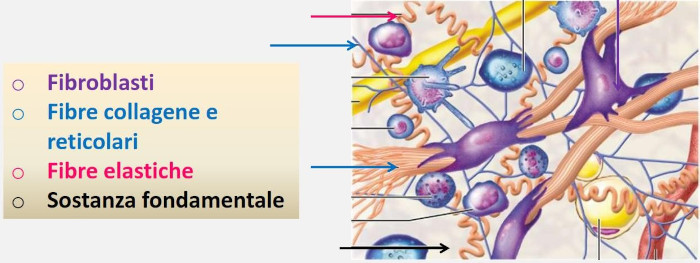 Cellule del derma