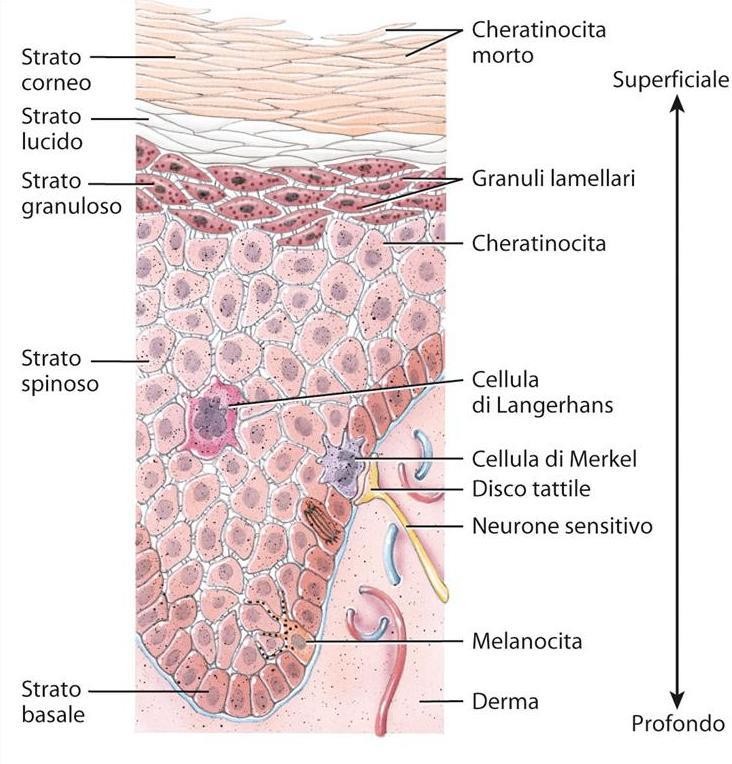 epidermide