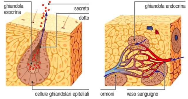 Epiteli ghiandolari