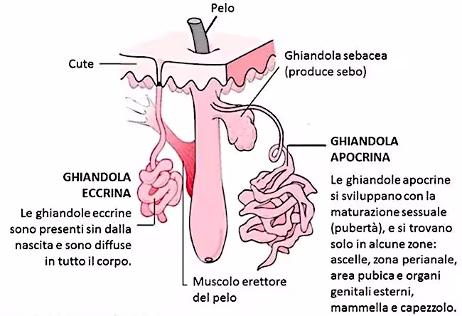 Ghiandole eccrine apocrine