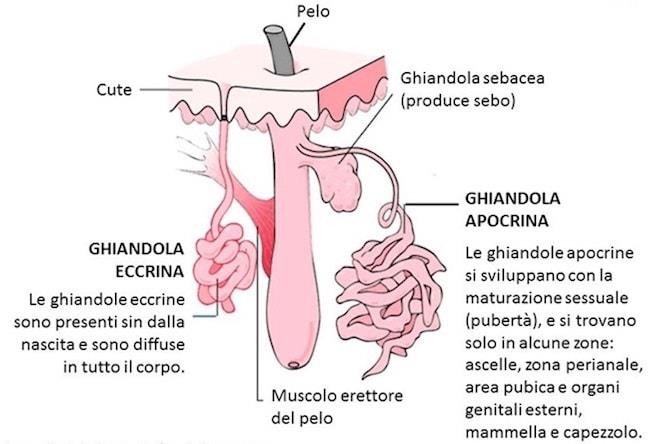 Ghiandole eccrine apocrine