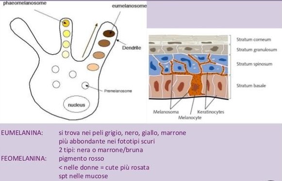 processo_melanogenesi