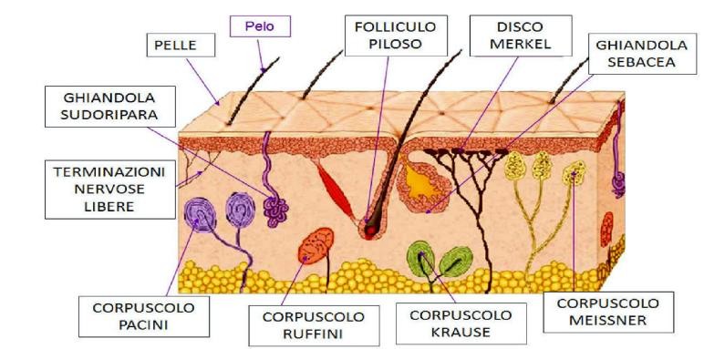 Recettori principali