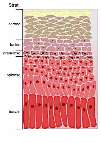 Strato basale o germinativo