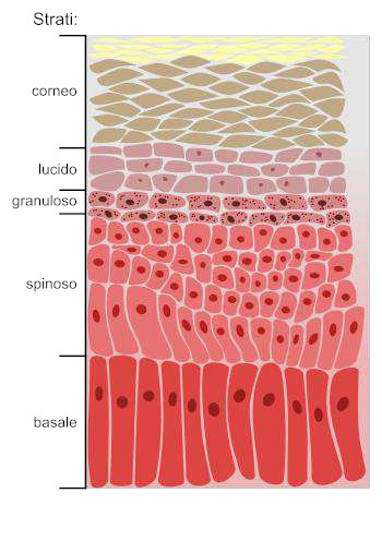 Strato basale o germinativo