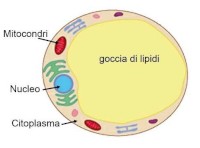 Tessuto adiposo
