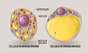 Tipologie di tessuto adiposo