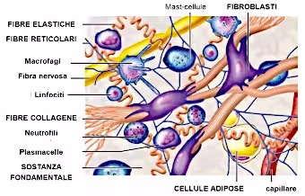 Tessuto connettivo