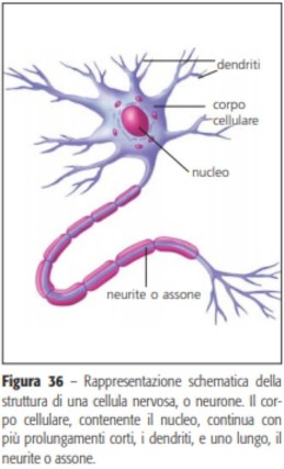 Tessuto nervoso