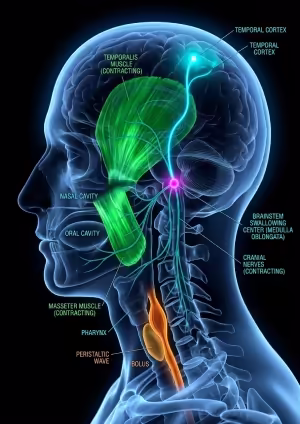 Schema del controllo nervoso della masticazione e deglutizione: corteccia, bulbo e onda peristaltica