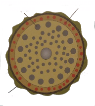 Hennè