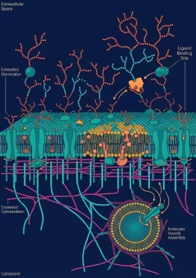 Membrana plasmatica in sezione con glicocalice ed endocitosi