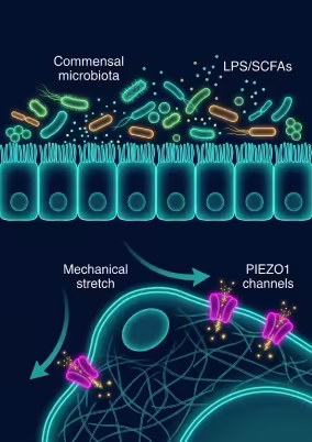 Microbiota polmonare commensale e canali meccanosensibili PIEZO1