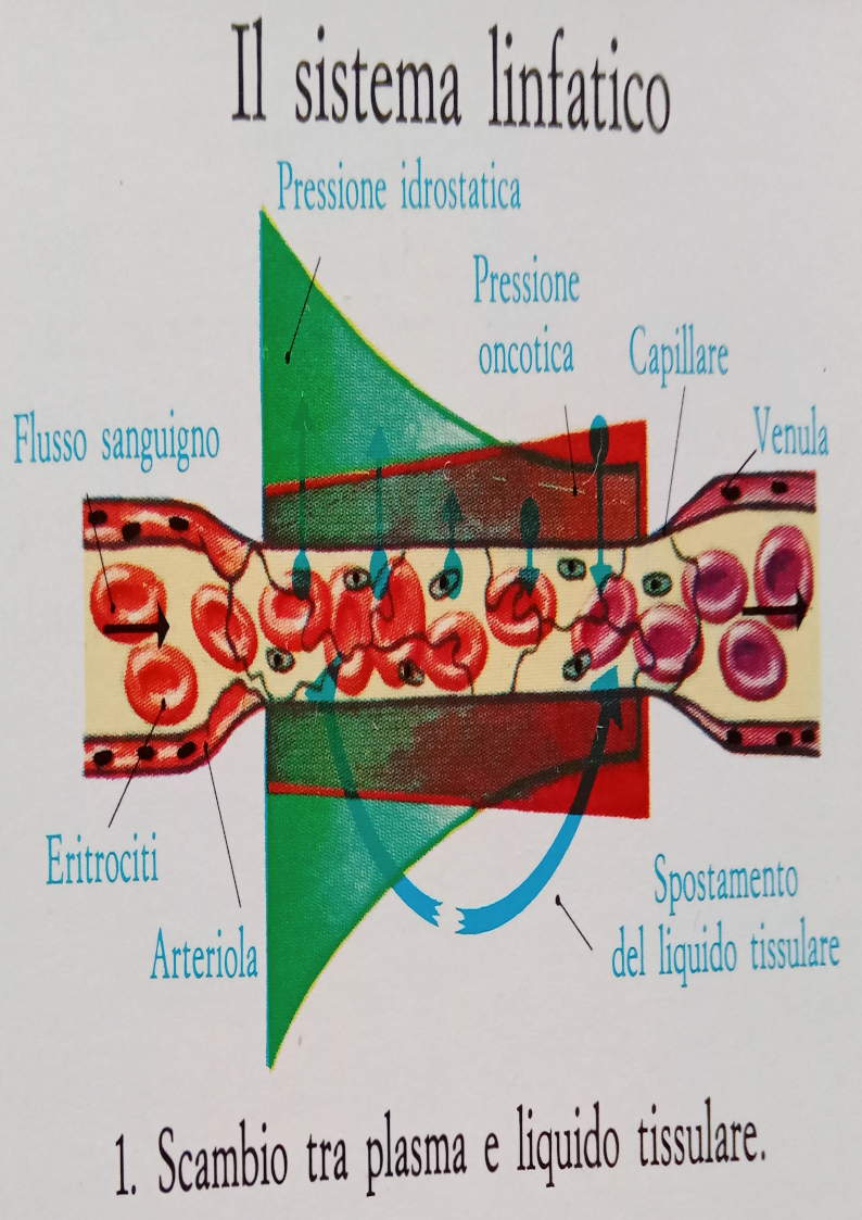 Scambio tra plasma e liquido tissulare