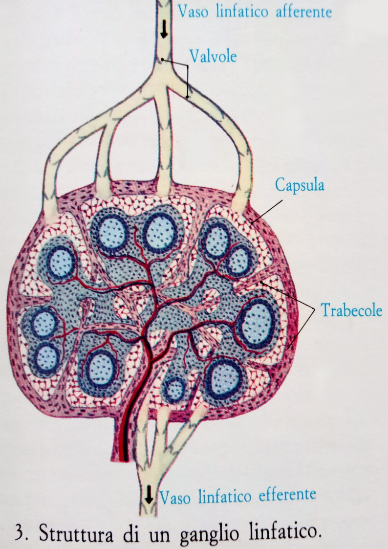 Struttura del ganglio linfatico