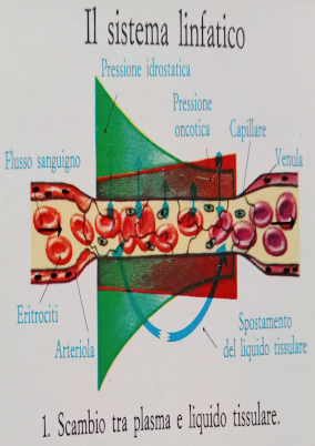 Sistema linfatico schema 1