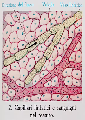 Sistema linfatico schema 2