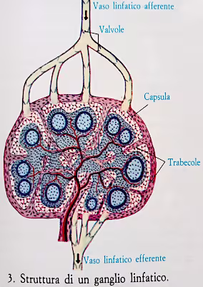 Sistema linfatico schema 3