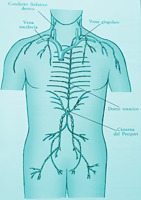 Sistema linfatico schema 4
