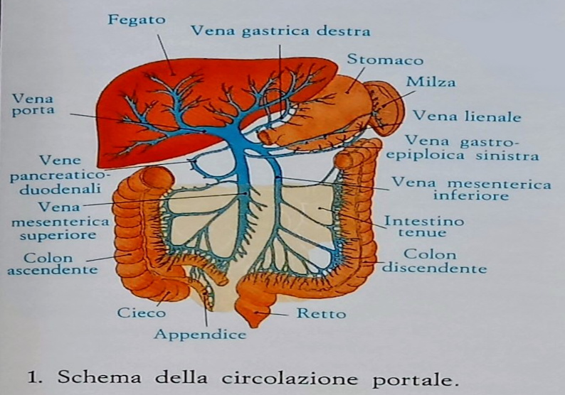 Fegato - schema della circolazione portale