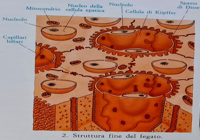 Fegato - struttura fine del fegato