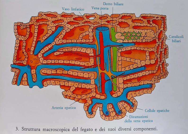 Fegato - struttura macroscopica del fegato e dei suoi diversi componenti